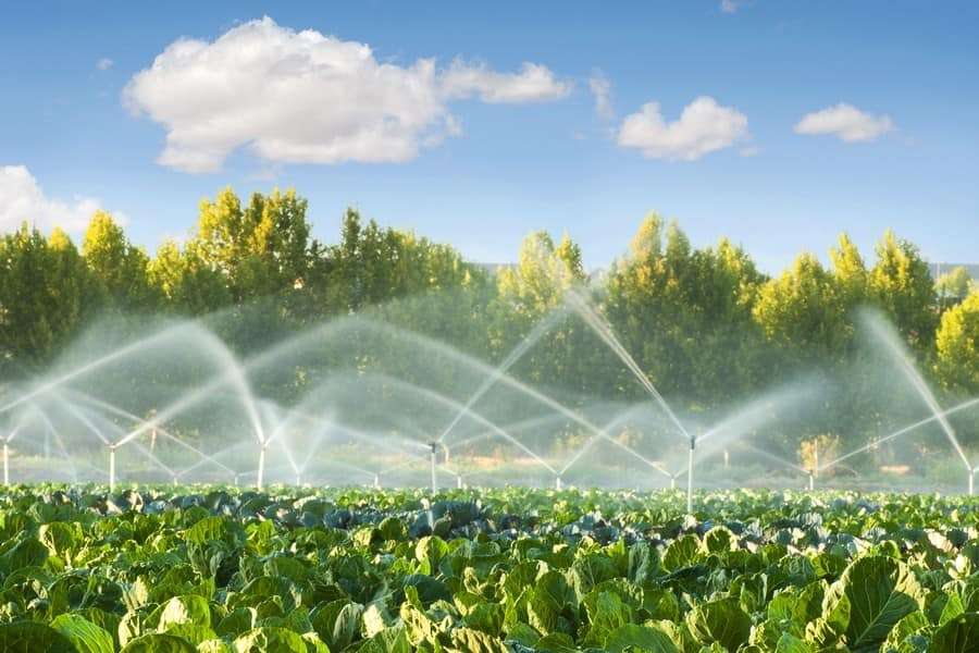 آبیاری گلابی