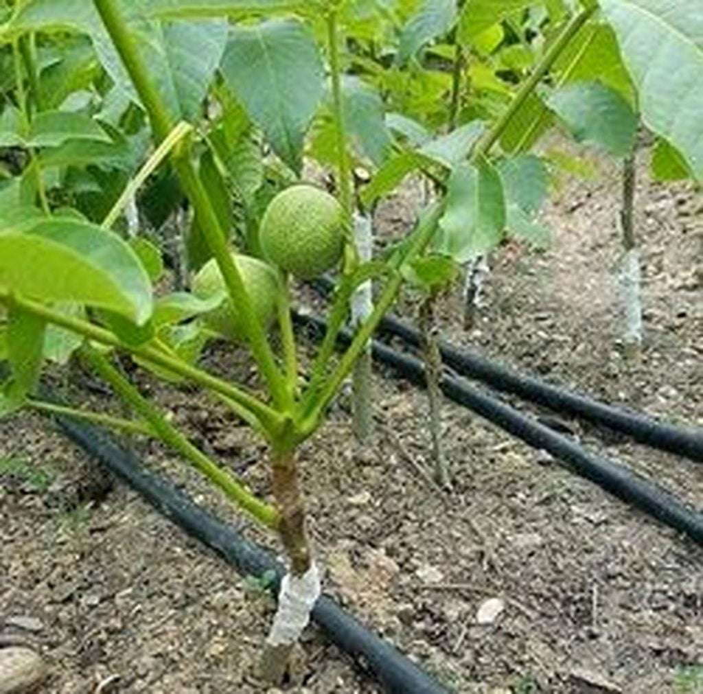 گردو پیوندی