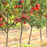 نهال سیب تک شاخ وارداتی