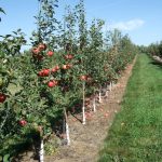 نهال سیب تک شاخ وارداتی