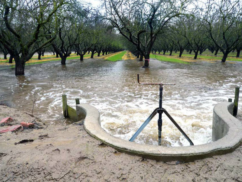 نکات مهم در زمان آبیاری نهال بادام