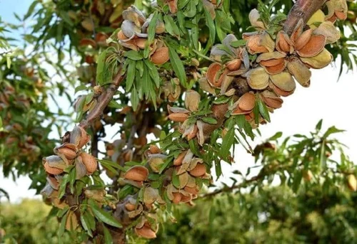 بررسی کامل نهال بادام آذر