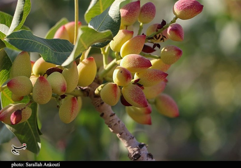 فصل برداشت و زمان بهینه برای فروش پسته و گردو