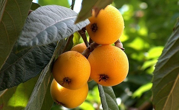 خرید نهال گلابی جنگلی2