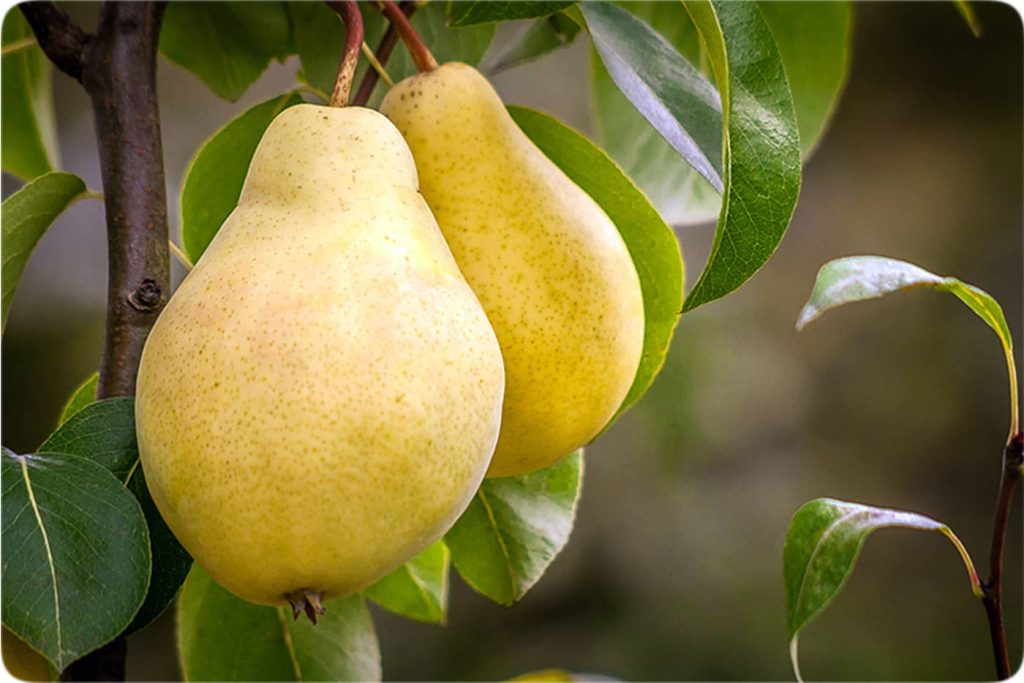 خرید نهال گلابی سیف تبریزی2