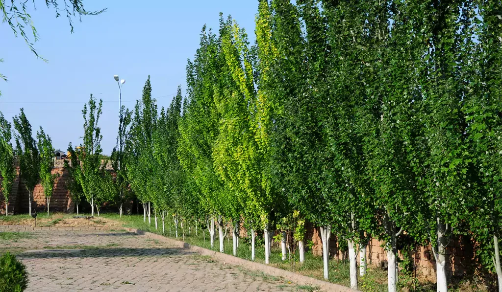 مراقبت نهال کبوده