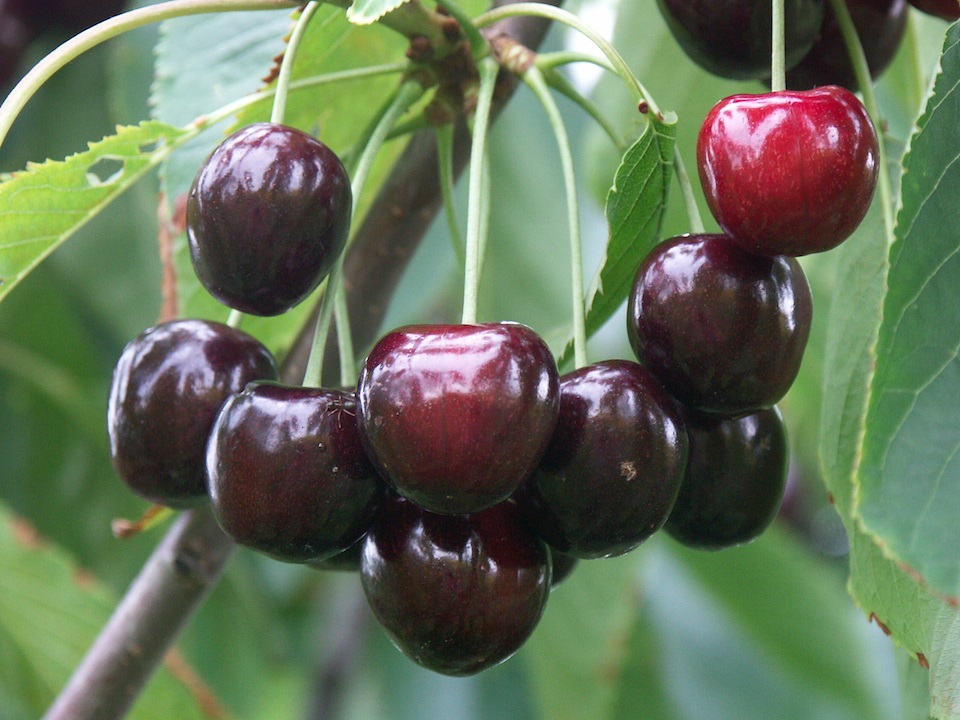 روش کاشت و رسیدگی نهال گیلاس تکدانه مشهد و عوامل موثر در رشد آن