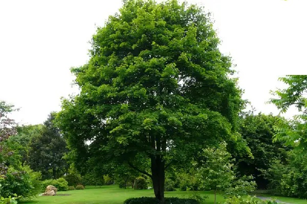 نهال افرا ابلق1