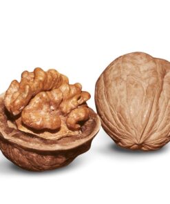 نهال گردو ژنوتیپ برتر ویژه جایا