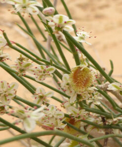 نهال اسکنبیل