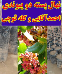 نهال پسته دو پیوندی احمد آقایی و کله قوچی 3 ساله