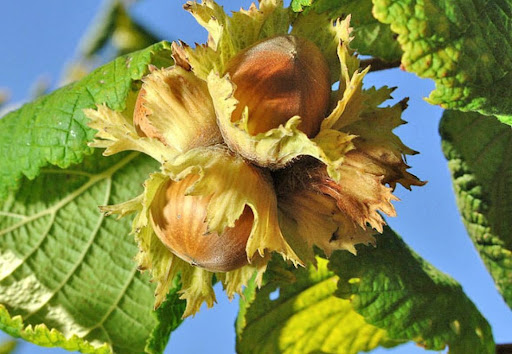 درخت فندق موری