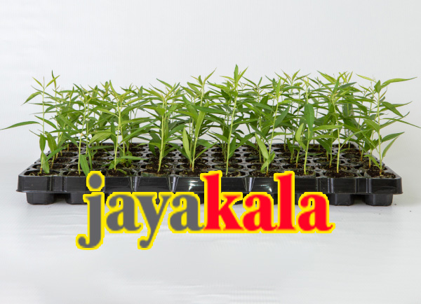 نهال بادام پایه خارجی GF677-2