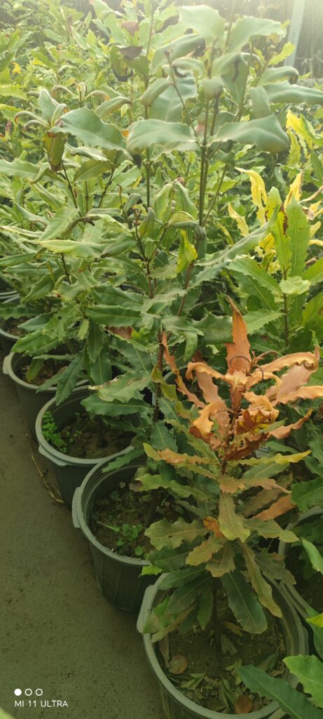 نهال گبدانی فندق ماکادمیا