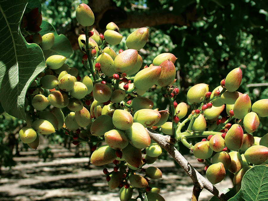 سم پاشی باغ پسته
