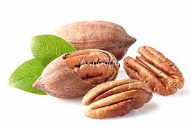 نهال گردو پکان