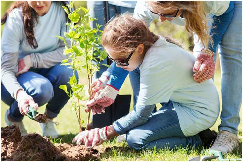 طرز کاشت نهال