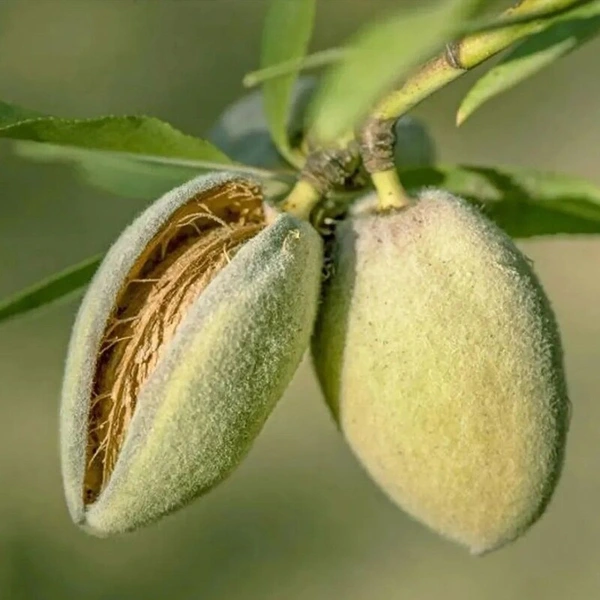 درخت بادام آذر