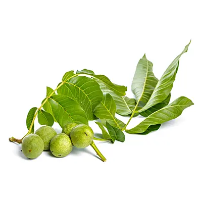نهال گردو فرنور