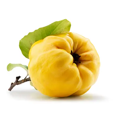 نهال به اصفهان