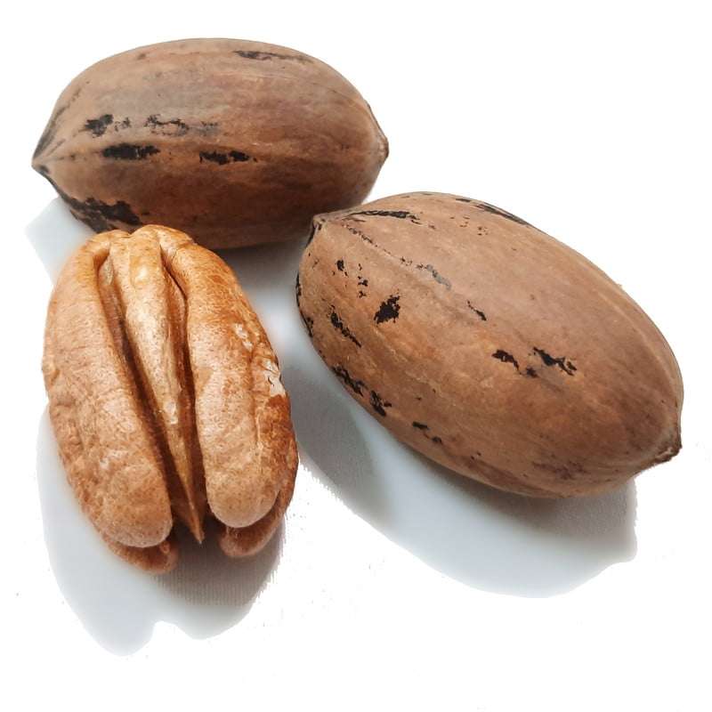 خرید نهال گردو پکان آمریکایی