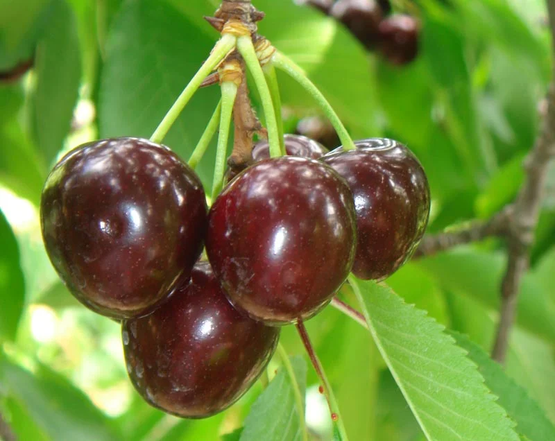 گیلاس تکدانه مشهد