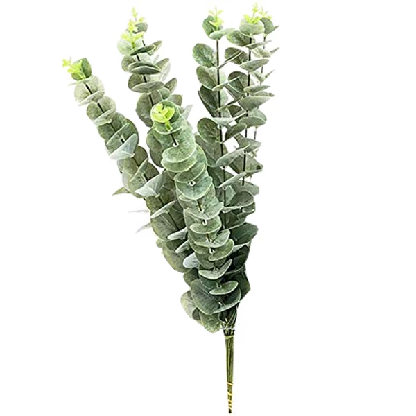 نهال اکالیپتوس