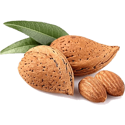 خرید نهال بادام شاهرود 11