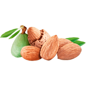 خرید نهال بادام شاهرود 15