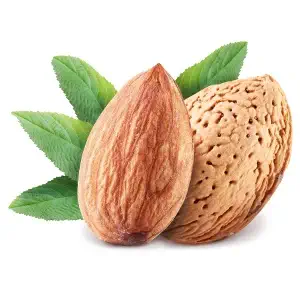 خرید نهال بادام شاهرود 21