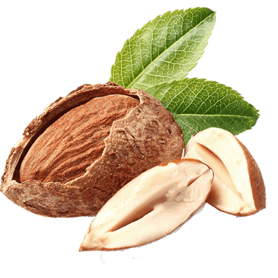 خرید نهال بادام5050