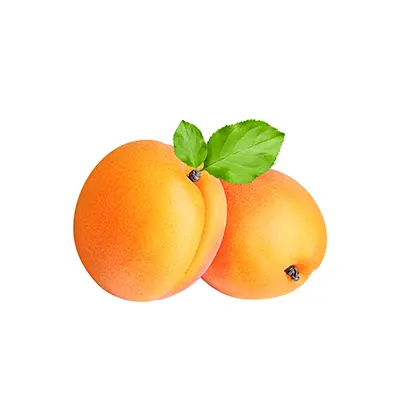 خرید نهال زرد آلو جهانگیری