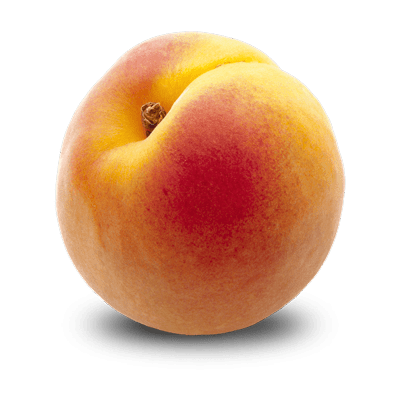 خرید نهال زرد آلو شاهرودی