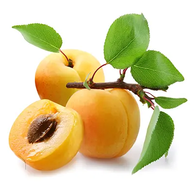 نهال زردآلو پیش رس