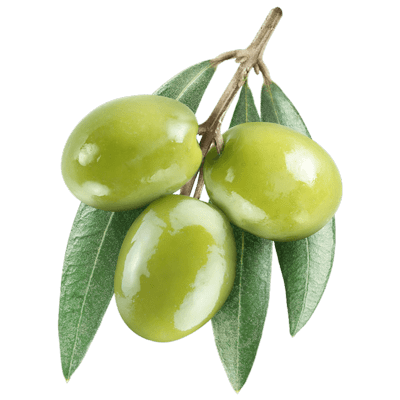 خرید نهال زیتون سبز