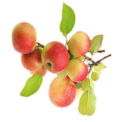 خرید نهال سیب گلاب