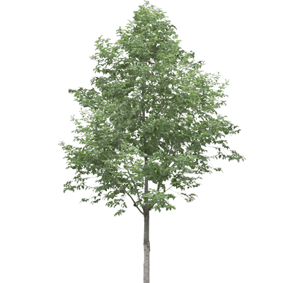 خرید نهال صنوبر