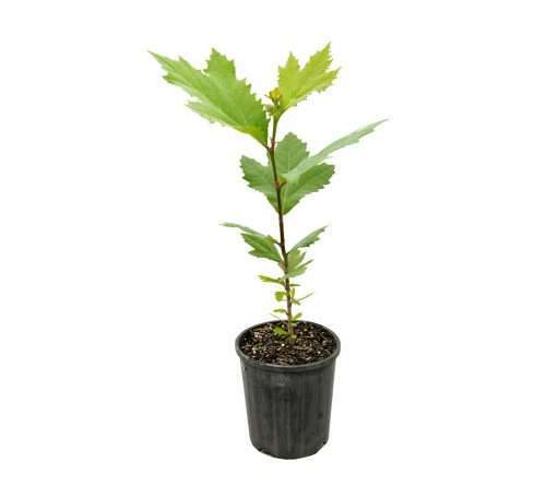 خرید نهال چنار یک تا 5 ساله