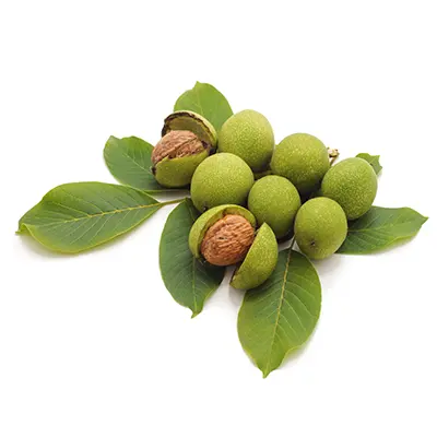 نهال گردو دماوند