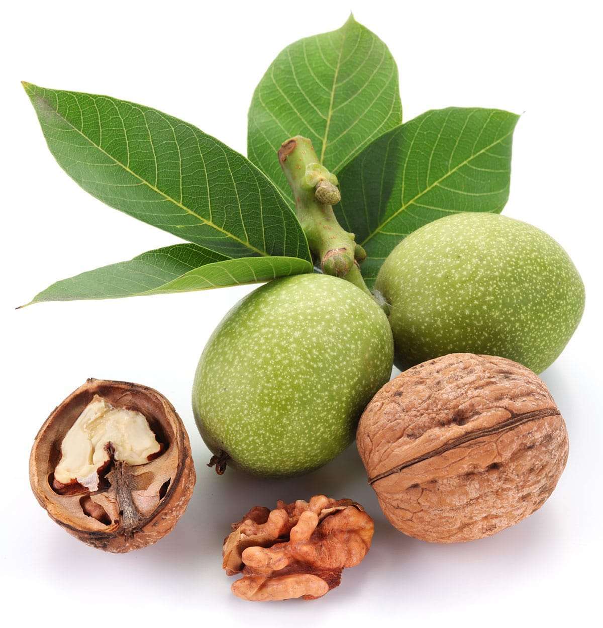 نهال گردو ضیا آباد