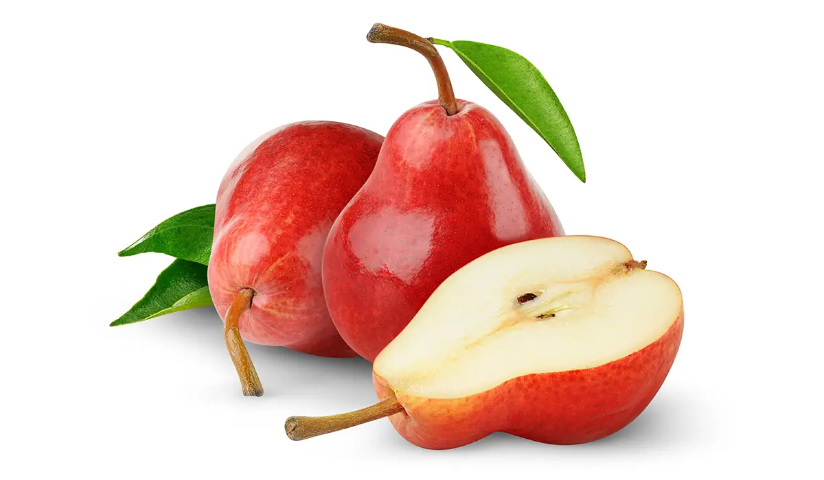 نهال گلابی آنجو