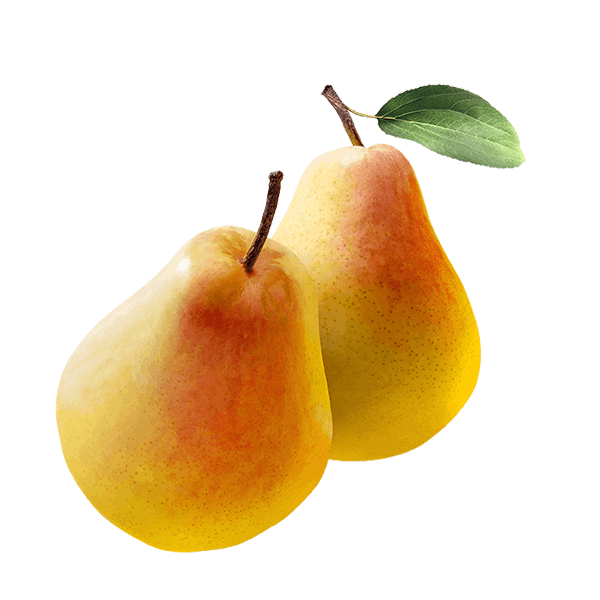 نهال گلابی درگزی