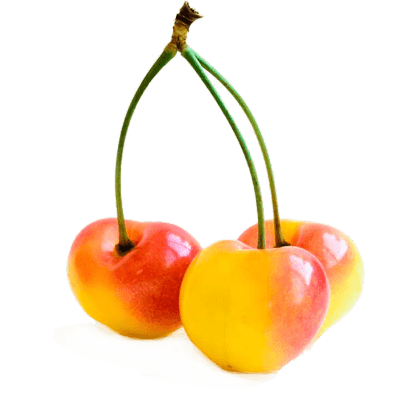 نهال گیلاس زرد