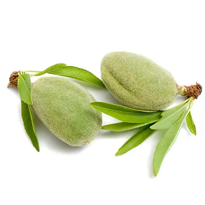 نهال بادام 5050