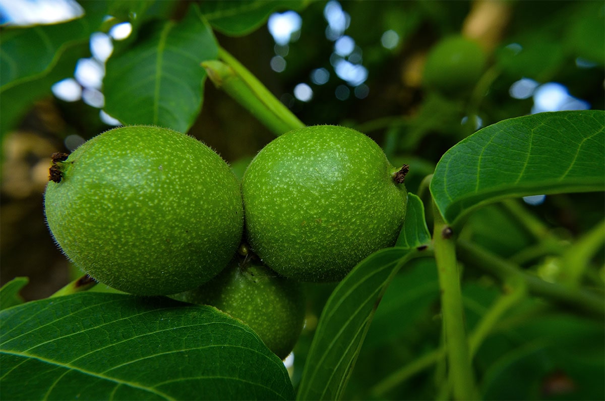 نهال گردو اسرائیلی