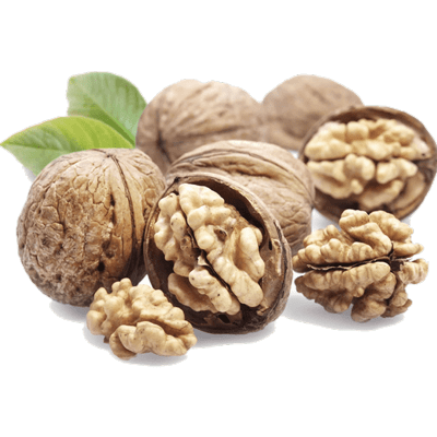 نهال گردو اسرائیلی
