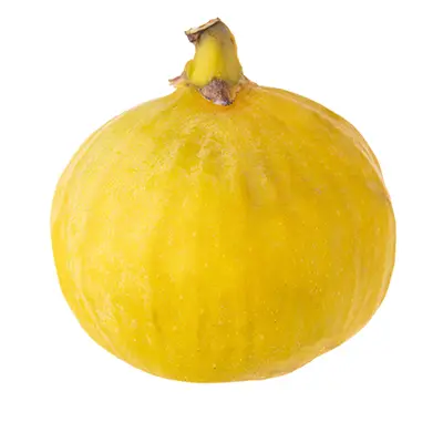 خرید نهال انجیر زرد