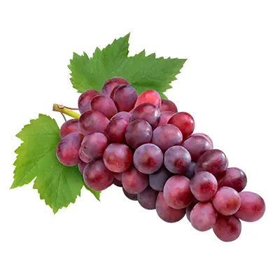 خرید نهال انگور صاحبی