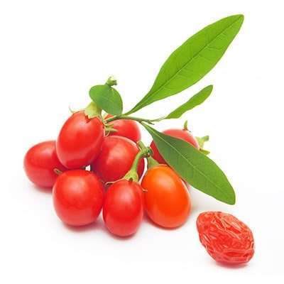 نهال توت گوجی بری