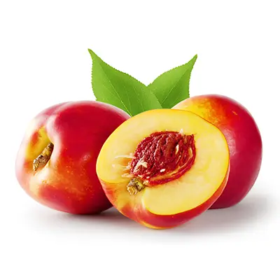 نهال شلیل سان گلد